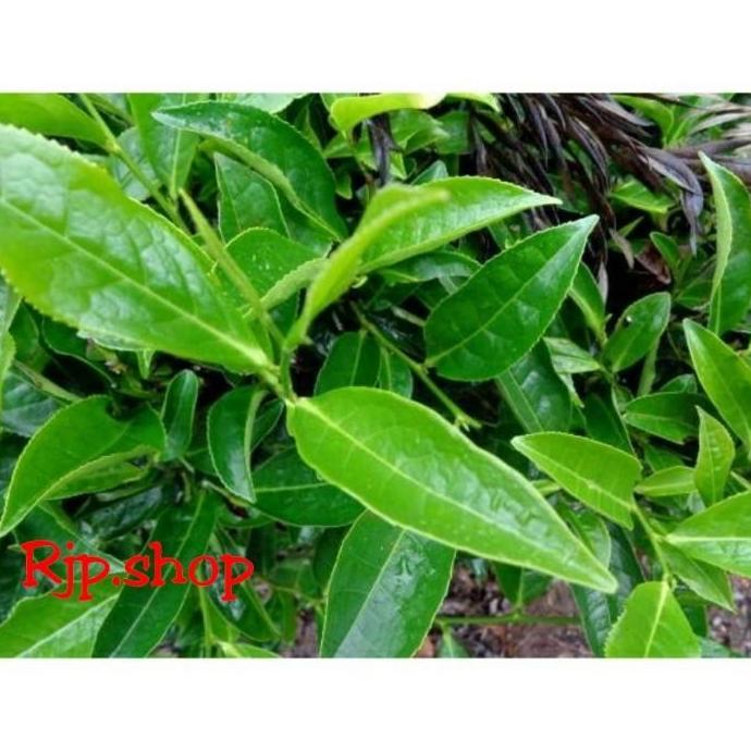 Bibit Pohon Daun Teh Hijau - Tanaman Herbal asli TARAJU
