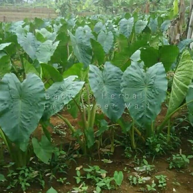 BIBIT UNGGUL TALAS PRATAMA JUMBO