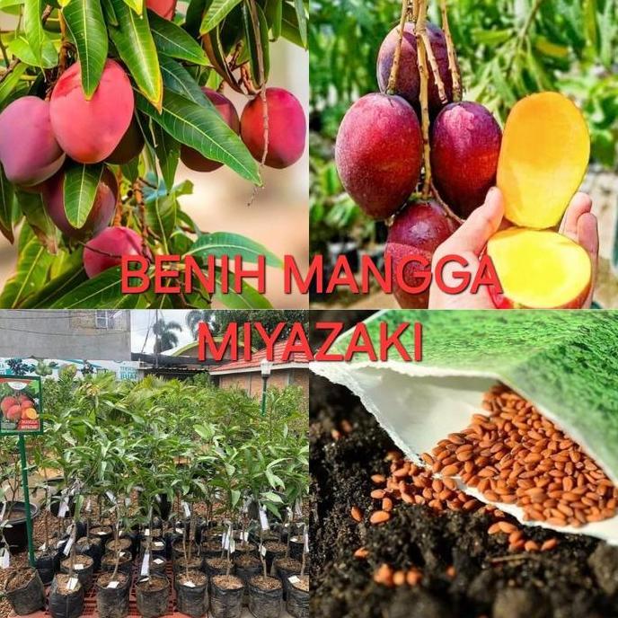BENIH MANGGA MIYAZAKI BERKUALITAS valid