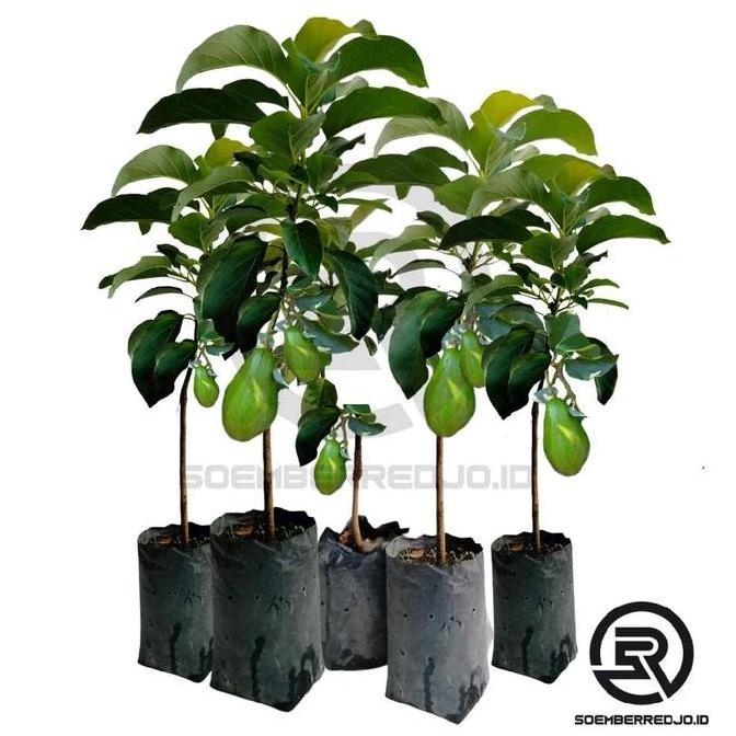 BIBIT ALPUKAT ALIGATOT JUMBO/BIBIT BUAH/TANAMAN valid