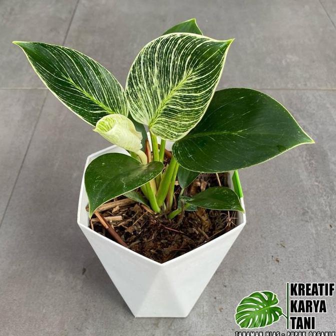 Lansungkirim- Tanaman Hias Philodendron Birkin - Philo Birkin Tanaman