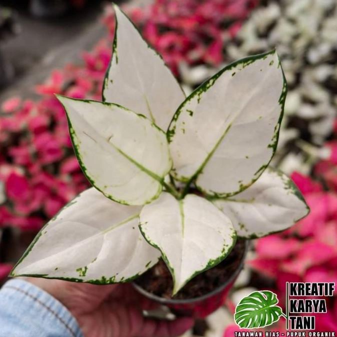 Tanaman hias aglonema super white - Aglonema super white
