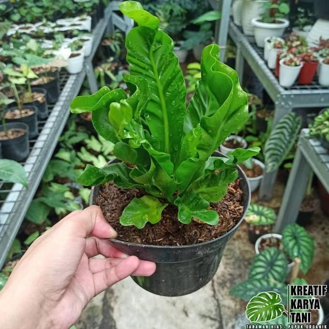 Tanaman hias kadaka lasagna - Kadaka Lasagna