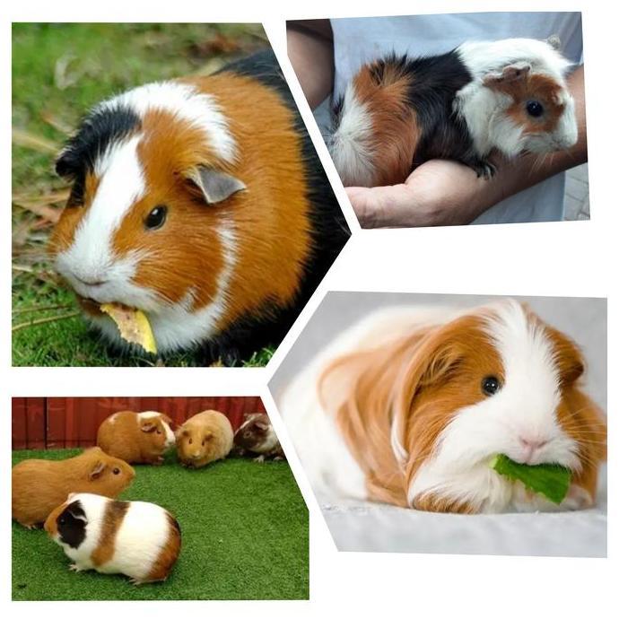 bayangkarashop - marmut hias guinea pig