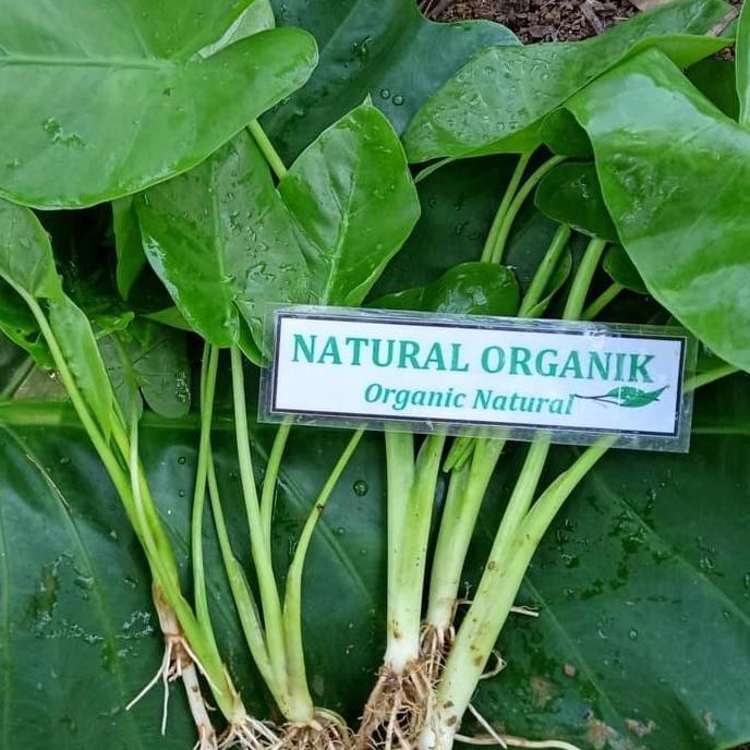 BIBIT TALAS SENTE BESAR Murah