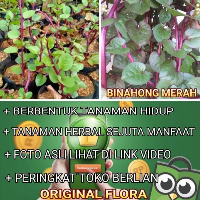 Tanaman Obat Gendola Merah Binahong Merah Daun Binahong Bibit Binahong