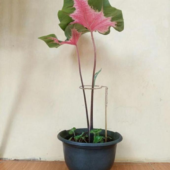 Turus Keladi Penyangga Tanaman Keladi