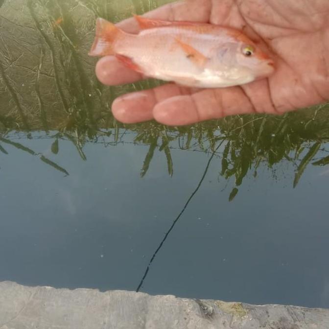 bibit nila merah bangkok super