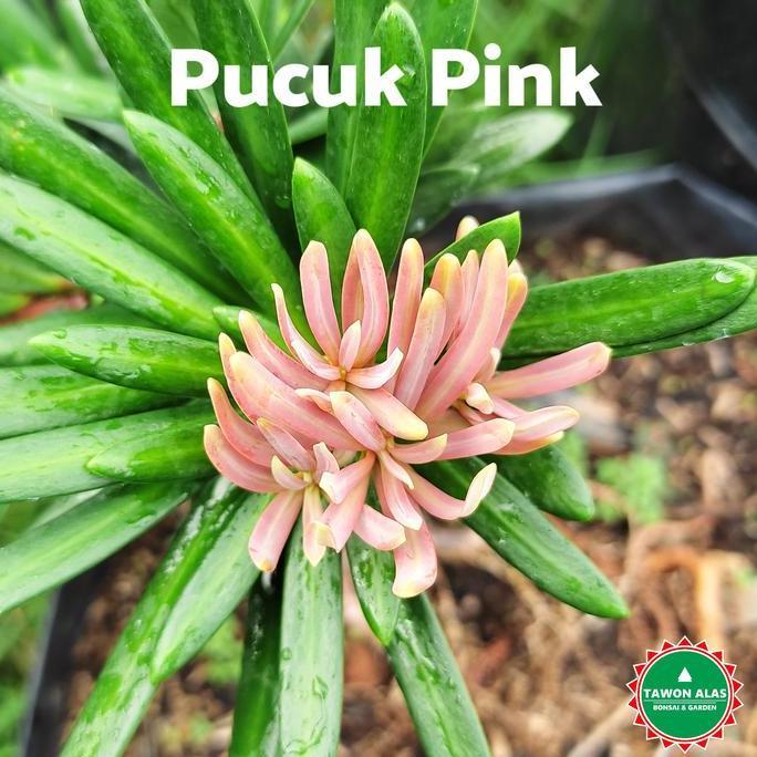 Grdwix- Tanaman Bonsai Lohansung, Cincuan Taiwan Air Brush Super Mikro Blue Ice Pink | Tawon Alas