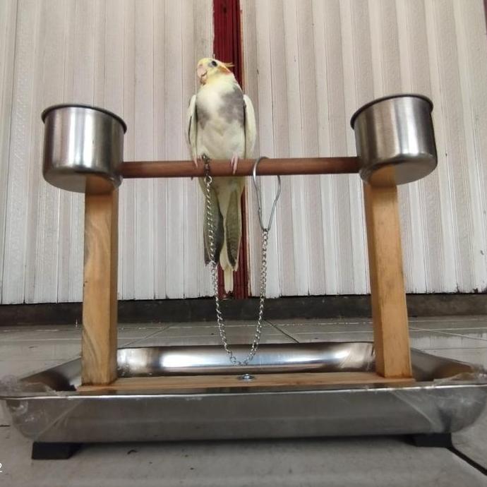 Bridwoi- Tangkringan Burung Parrot Tangkringan Training Burung Falk Nuri Hantu