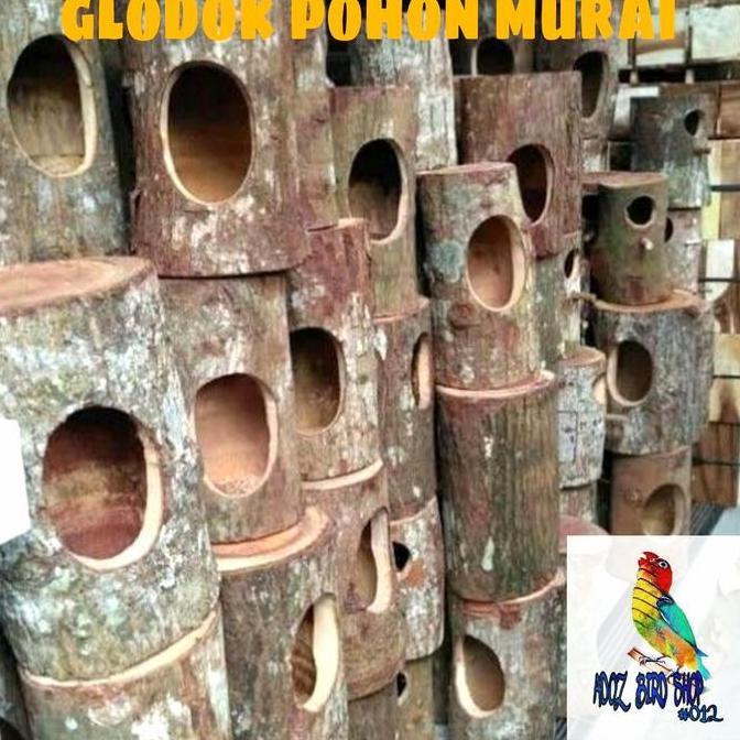 Bridwoi- Glodok Pohon Alami Batang Kayu Glodok Murai Sarang Ternak Telur