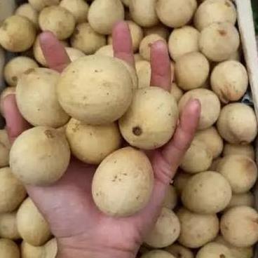 Bnbx- Duku Palembang Asli Kompring / Asli Manis / Buah Segar & Fresh / 500Gr