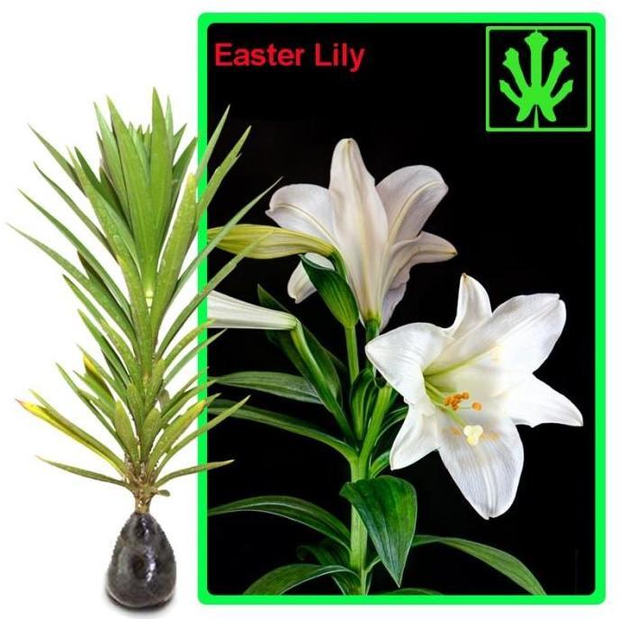 Bibit Bunga Easter Lily