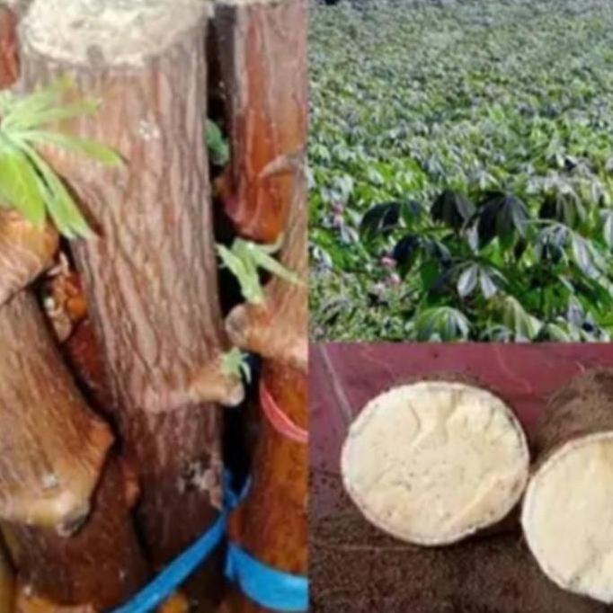 bibit singkong(Ketela pohon super)