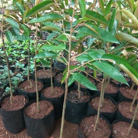 bibit durian tembaga super