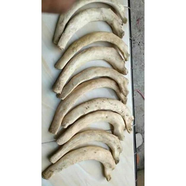 Promo Bahan iga duyung Limited