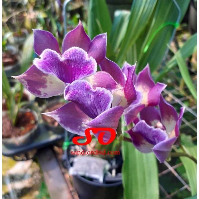 [ DEWASA ]  Zygonisia Murasaki Komachi | Anggrek Langka & Elegan, Tahan Panas, Wangi Pedas
