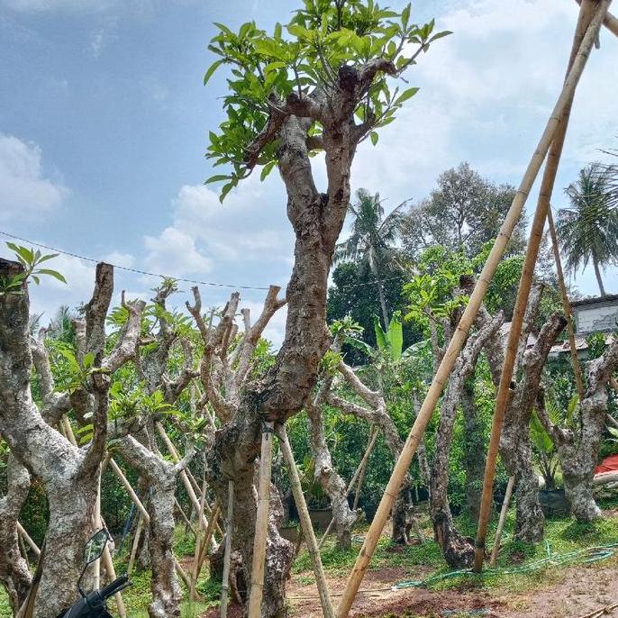 Terlaris Pohon Kamboja Porsil Tinggi 5 Meter