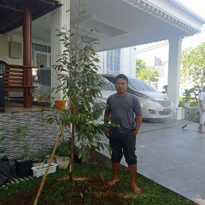 Terlaris Pohon Durian Bawor Tinggi 2 Meter Siap Berbuah