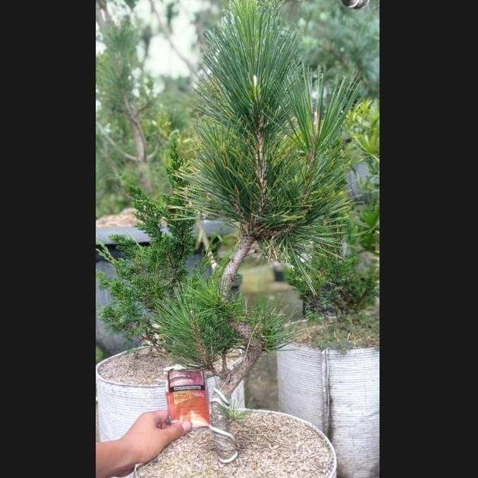 Terlaris Japanese Black Pine Mikawa Program Batang/ Japanese Black Pine Meliuk