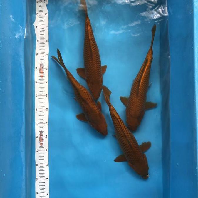 IKAN KOI CHAGOI TEMBAGA BULKY