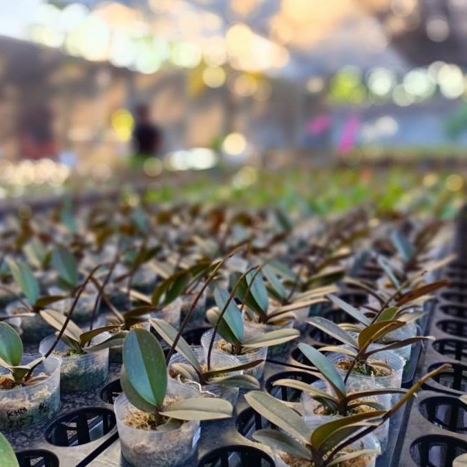 Anggrek Bulan Taiwan Dewasa spike - knop