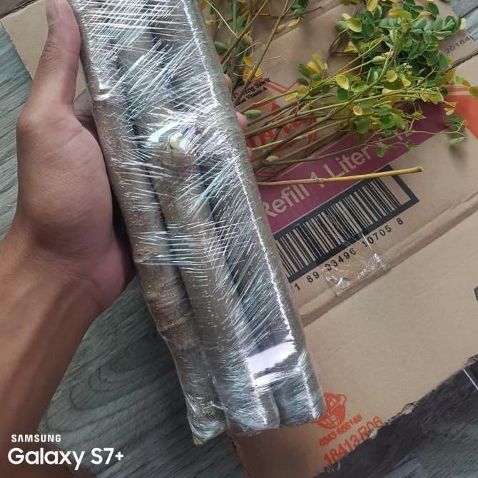 Stek 5 batang pohon kelor merah tanaman herbal