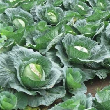 Benih Kubis hibrida Talenta F1 15 gram Panah Merah