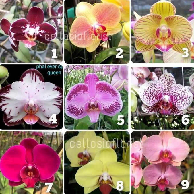 Bibit Anggrek Bulan Botol / Anggrek Botolan