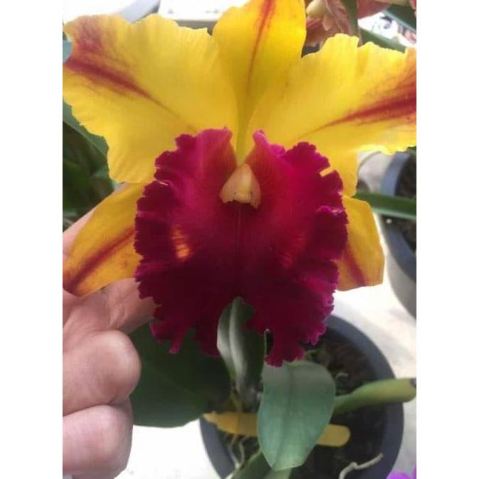 Cattleya Blc Tainan Gold