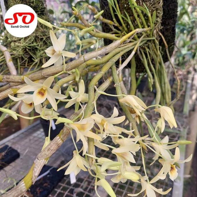 [ DEWASA ] Dendrobium heterocarpum : Keindahan Lembut dari Surga Tropis