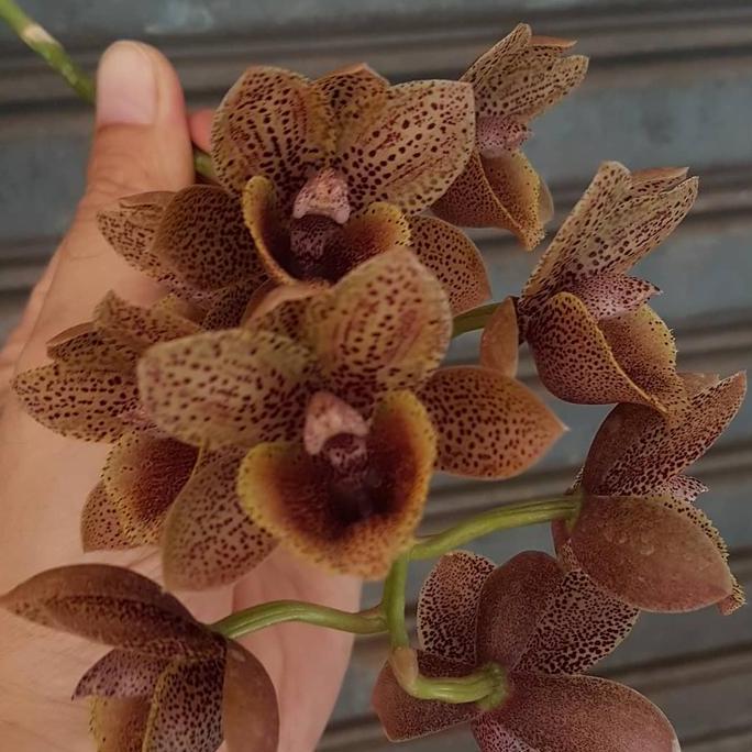 Catasetum (FDK.) After Dark "Bakers Black Hole"