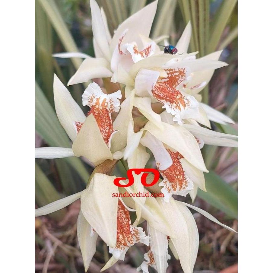 [ DEWASA ] Coelogyne asperata Anggrek Mutiara Eksotis dari Kalimantan, Siap Berbunga