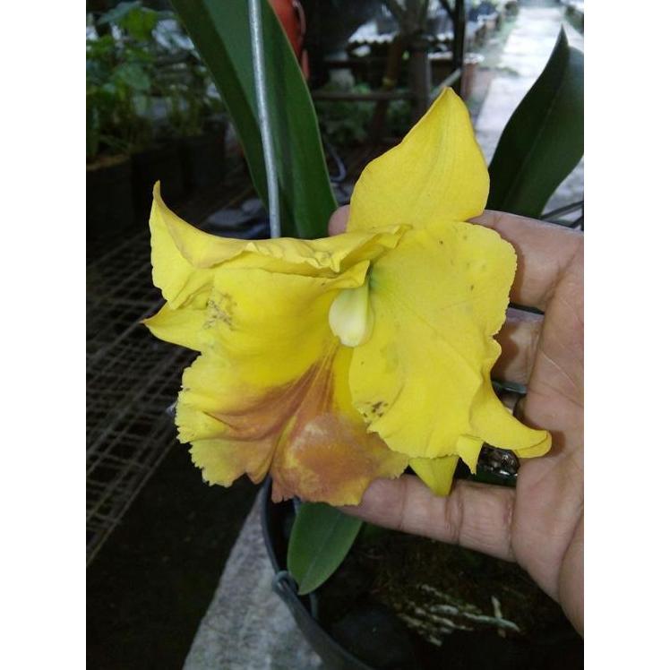 Cattleya Blc Spanish Eyes