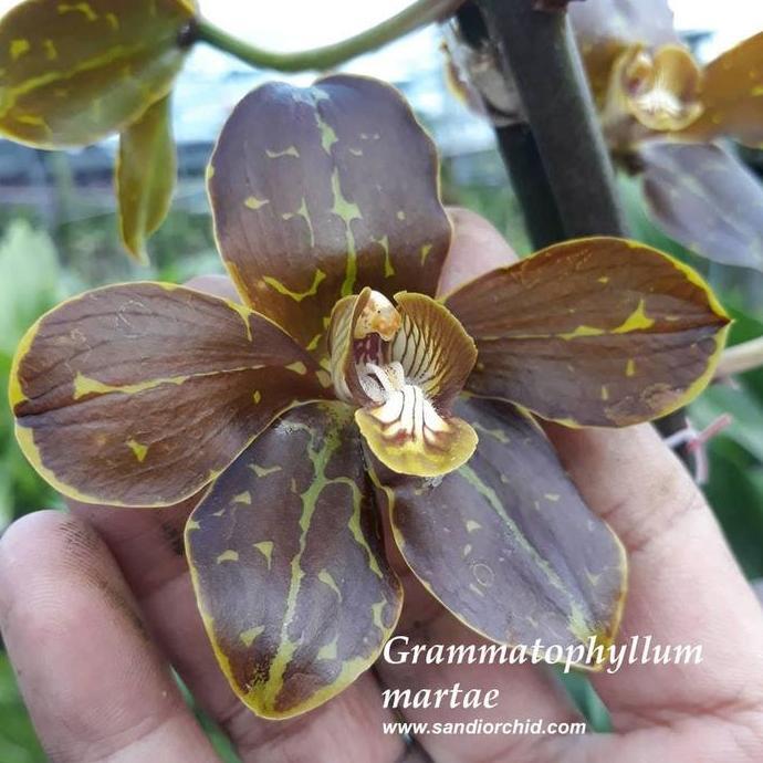 Grammatophyllum martae (dewasa)