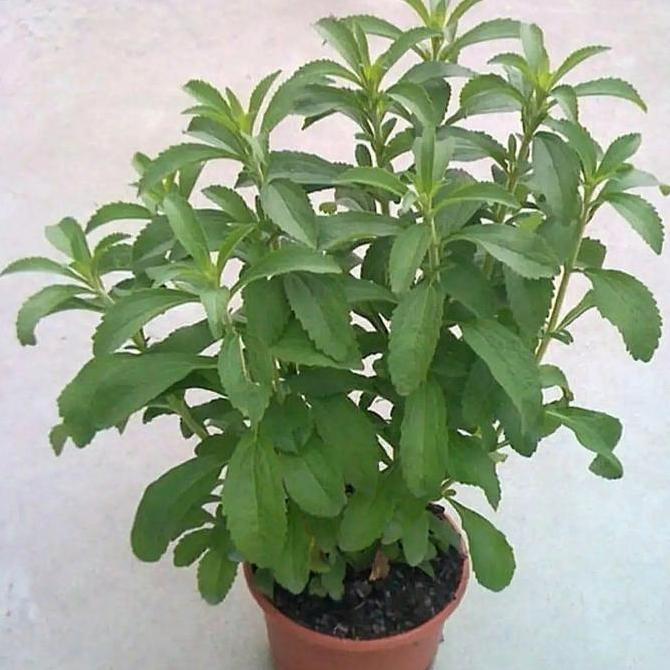 tanaman stevia/bibit tanaman stevia pengganti gula