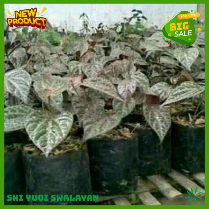 TANAMAN SIRIH MERAH HERBAL BIJI BENIH TANAMAN MERAH BEST SELLER 