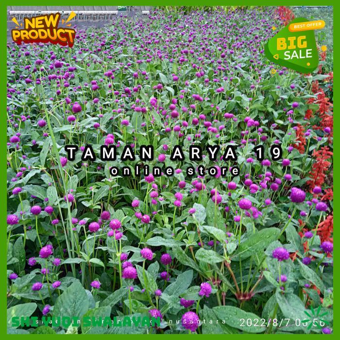 TANAMAN HIAS BUNGA KANCING BIJI BENIH TANAMAN BUNGA BAHAN BERKUALITAS 