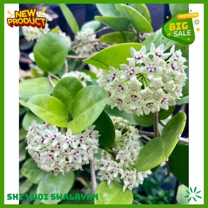 TANAMAN HIAS BUNGA MELATI HOYA BERBUNGA WANGI SEMERBAK BIJI BENIH TANAMAN BUNGA BEST PRODUK 