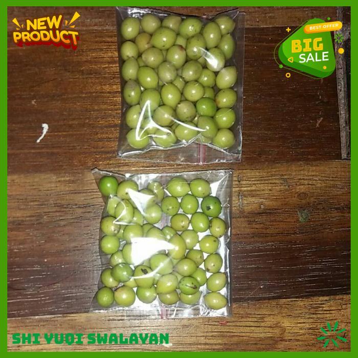 GARANSI LOHANSUNG MAWAR ISI 25 BIJI BENIH TANAMAN MAWAR BEST PRODUK 