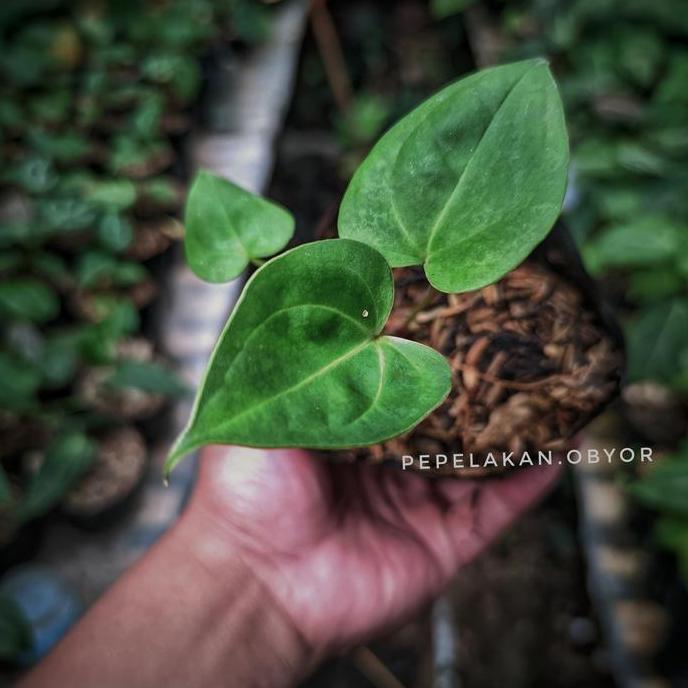 Anthurium Clarinervium X Anthurium Berriozabalense murah