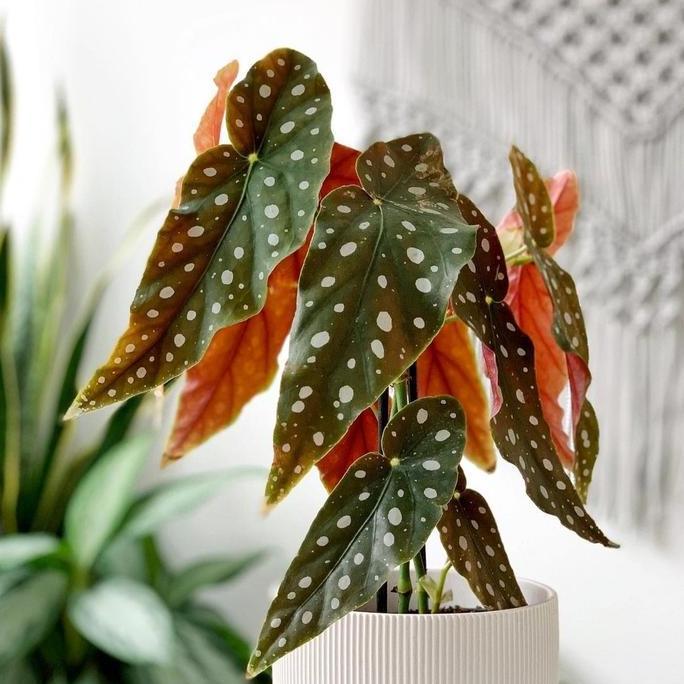 Tanaman hias Indoor dan Outdoor Begonia Polkadot Original Daun Besar murah