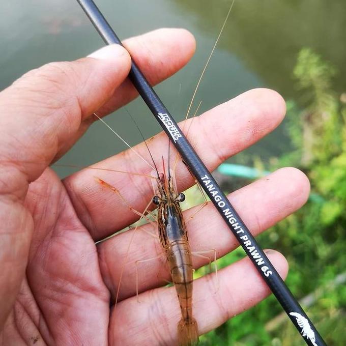 JORAN TEGEK ISPULL TANAGO NIGHT PRAWN INP 6S MICRO FISHING