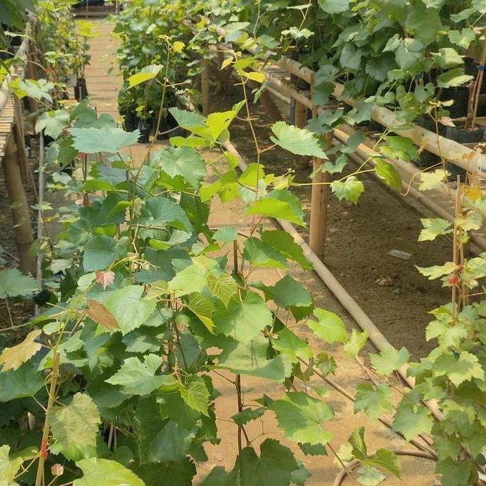 anggur import Jupiter ownroot