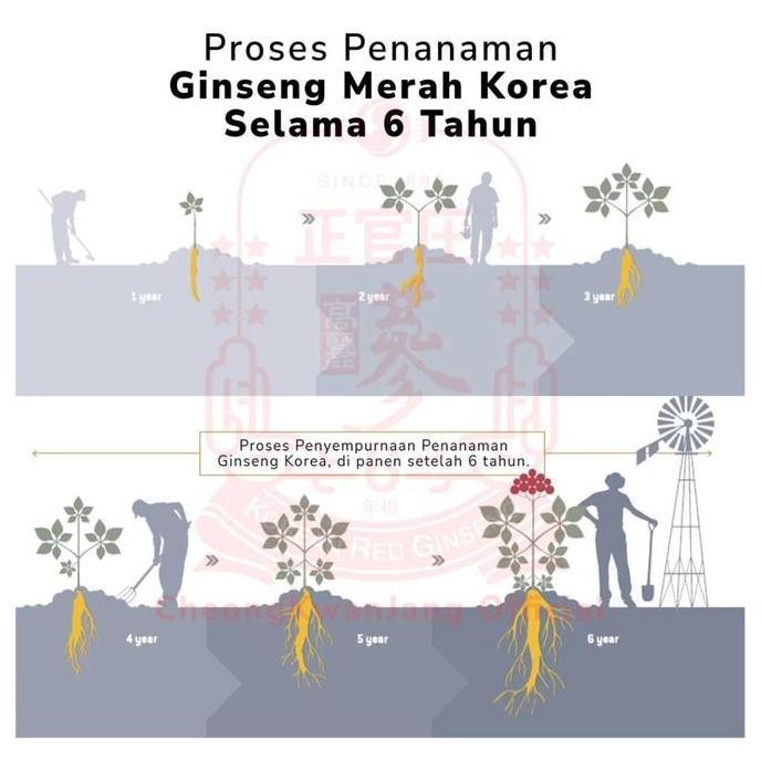 Kenk- Jungkwanjang Korean Red Ginseng Mild Paste 250Gr