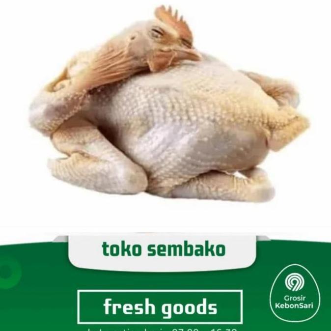 ayam kampung asli bukan pejantan segar 1 ekor (PO H+1)
