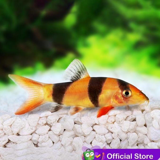 Sakan- Botia Badut / Clown Loach / Botia Tiger Kalimantan Ikan Hias Aquascape