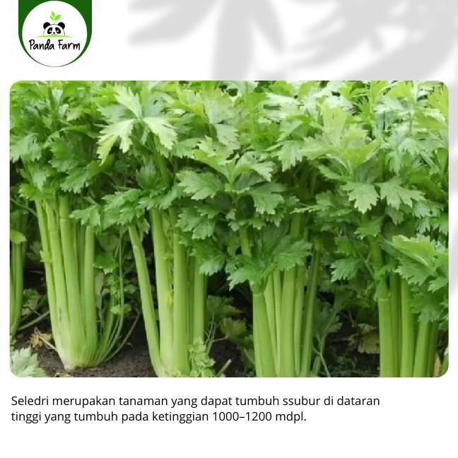 isi 50 biji benih bibit Seledri Super Import Asia