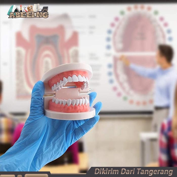 Model Gigi Edukasi Lepasan Alat Peraga Gigi Perlengkapan Medis