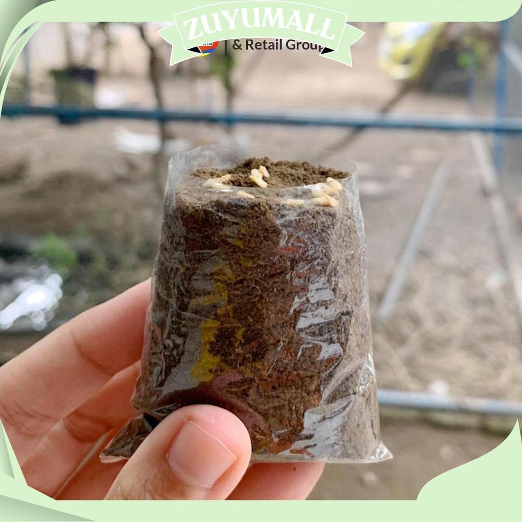 Polybag Semai 6X7 Plastik Semai/Polybag Benih 1Ikat= 1000Pcs Polybag Cabai Sale